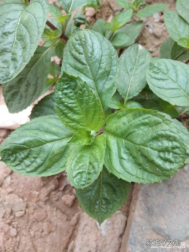 农村庭院墙根很爱种植一些薄荷,有什么用途呢?薄荷怎么种植?