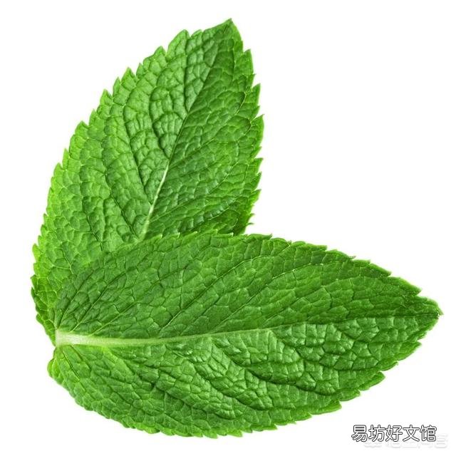 农村庭院墙根很爱种植一些薄荷,有什么用途呢?薄荷怎么种植?