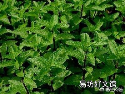 农村庭院墙根很爱种植一些薄荷,有什么用途呢?薄荷怎么种植?