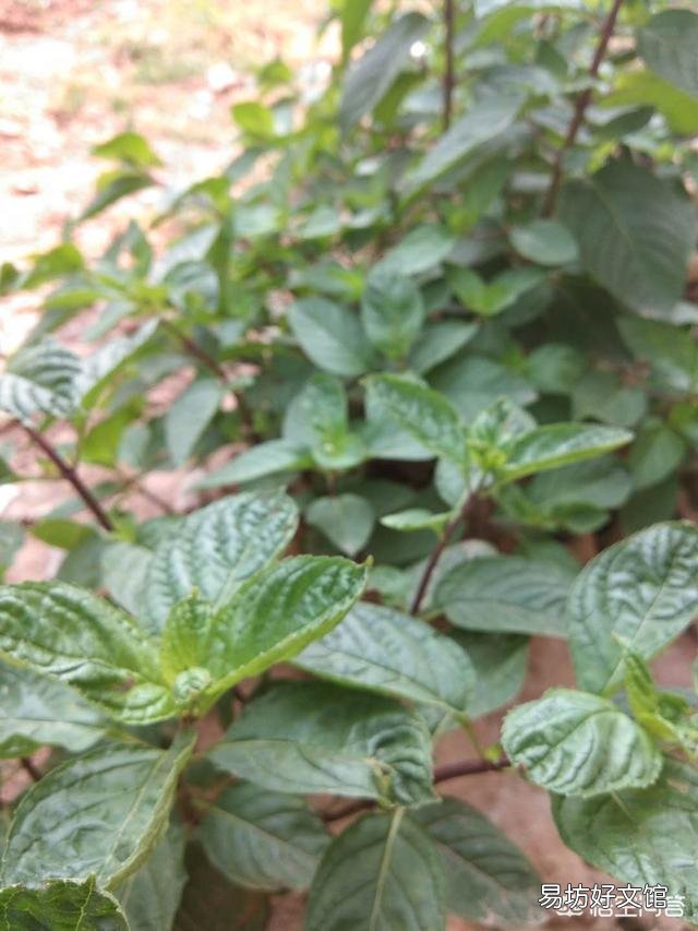 农村庭院墙根很爱种植一些薄荷,有什么用途呢?薄荷怎么种植?