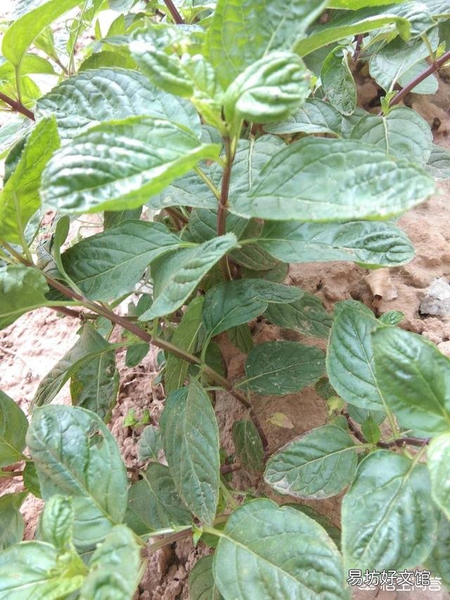 农村庭院墙根很爱种植一些薄荷,有什么用途呢?薄荷怎么种植?
