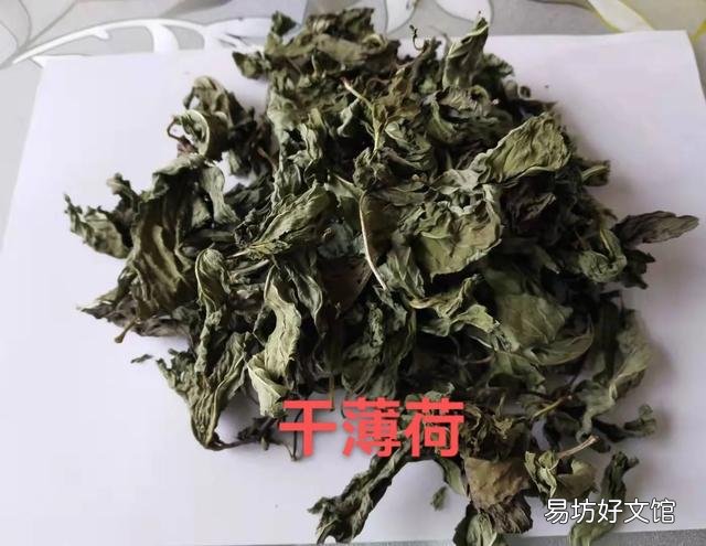 农村庭院墙根很爱种植一些薄荷,有什么用途呢?薄荷怎么种植?
