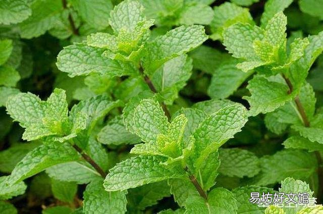 农村庭院墙根很爱种植一些薄荷,有什么用途呢?薄荷怎么种植?