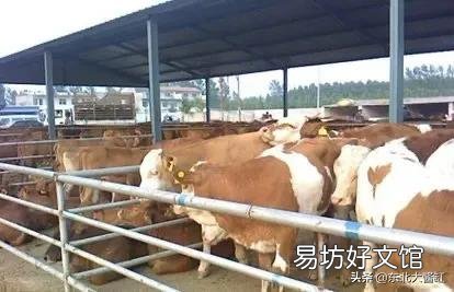 自家养的牛蹄子疼,兽医说是腐蹄病,大家有没有好的对策?
