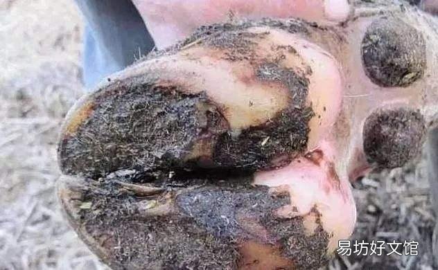 自家养的牛蹄子疼,兽医说是腐蹄病,大家有没有好的对策?