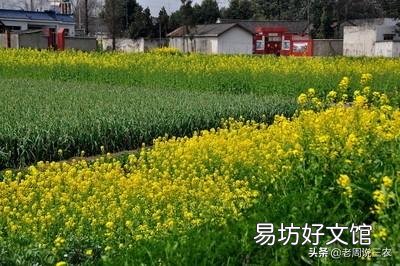 现在快三月份了油菜都是营养不良长不高,要怎么补救?