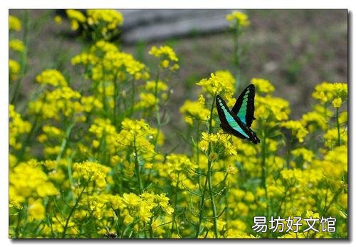 现在快三月份了油菜都是营养不良长不高,要怎么补救?