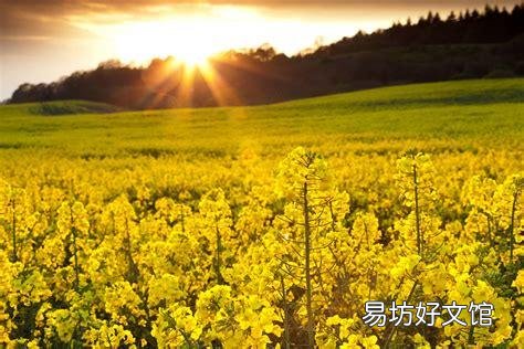 现在快三月份了油菜都是营养不良长不高,要怎么补救?