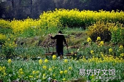 现在快三月份了油菜都是营养不良长不高,要怎么补救?