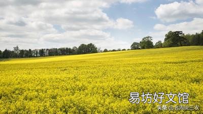 现在快三月份了油菜都是营养不良长不高,要怎么补救?