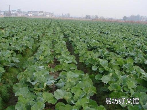 现在快三月份了油菜都是营养不良长不高,要怎么补救?