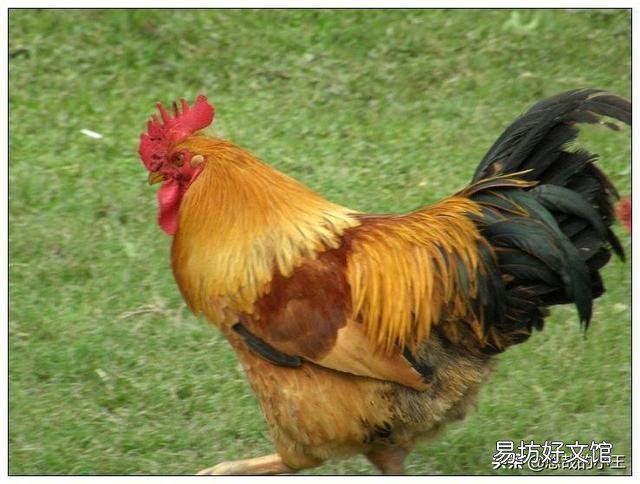 为何有人说养鸡风险很大，但还是很多人愿意选择这个行业？你怎么看？