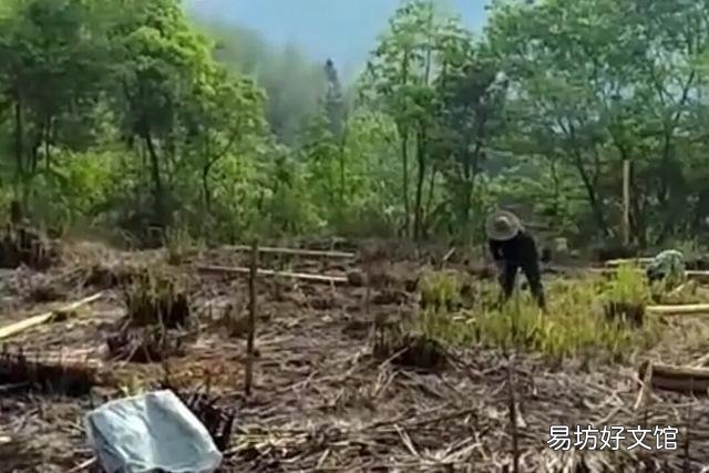 为何有人说养鸡风险很大，但还是很多人愿意选择这个行业？你怎么看？