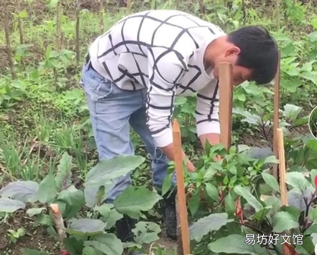 为何有人说养鸡风险很大，但还是很多人愿意选择这个行业？你怎么看？