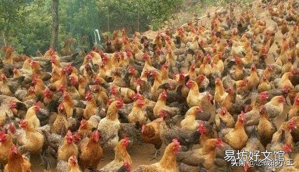 为何有人说养鸡风险很大，但还是很多人愿意选择这个行业？你怎么看？