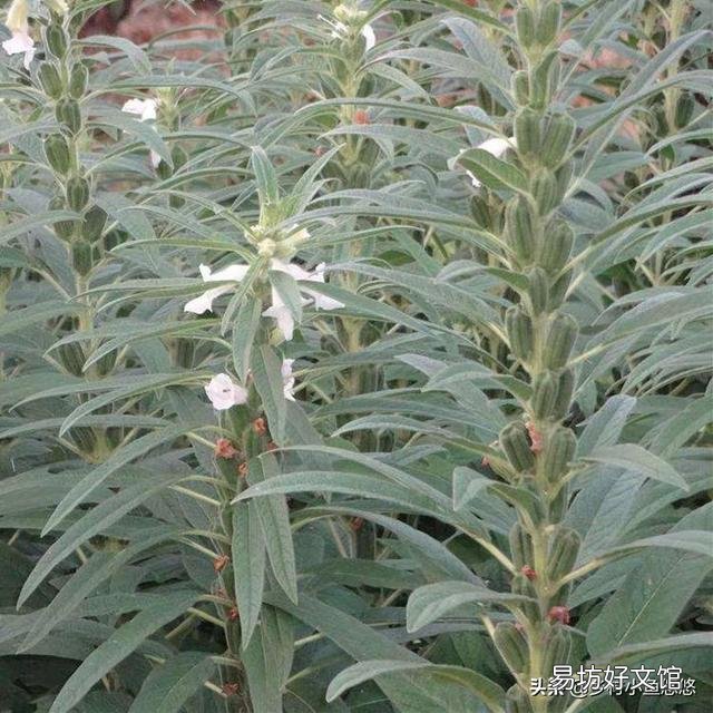 芝麻种植时需要哪些管理措施？
