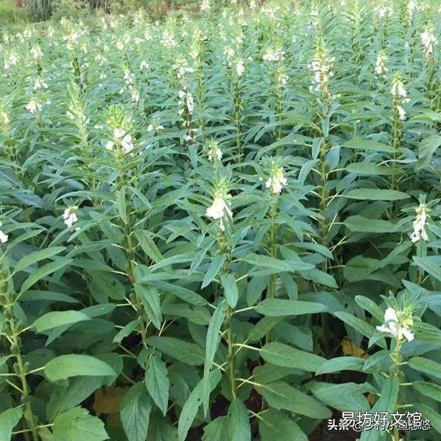 芝麻种植时需要哪些管理措施？