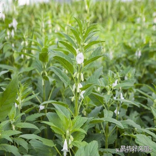 芝麻种植时需要哪些管理措施？