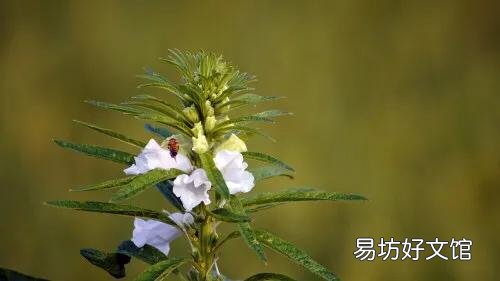 芝麻种植时需要哪些管理措施？