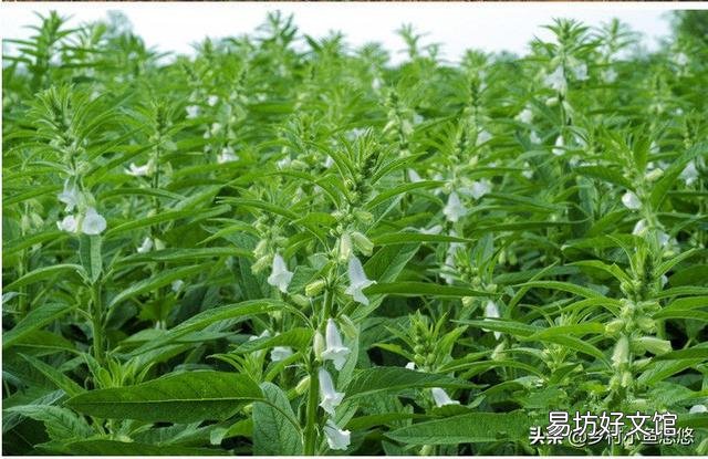 芝麻种植时需要哪些管理措施？