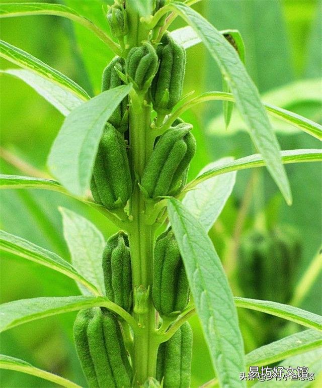 芝麻种植时需要哪些管理措施？