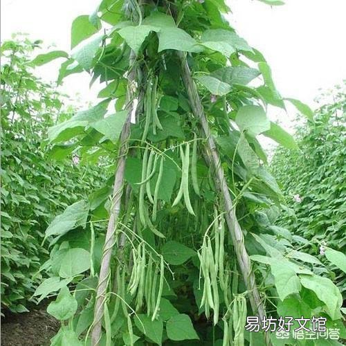 在农村里四季豆怎么种？种植四季豆的架子要怎么搭呢？