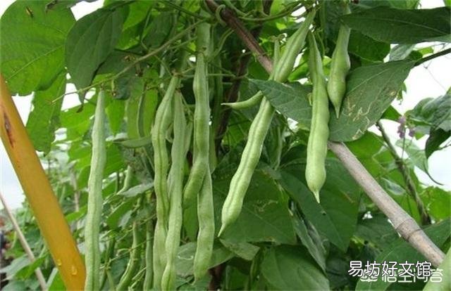 在农村里四季豆怎么种？种植四季豆的架子要怎么搭呢？