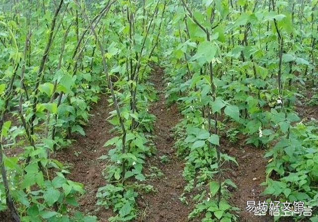 在农村里四季豆怎么种？种植四季豆的架子要怎么搭呢？