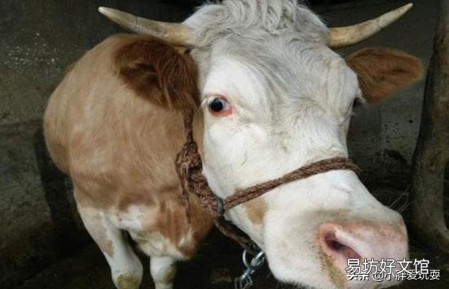 牛的百叶堵了怎么办?