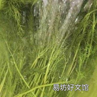 茴香饺子馅放什么调料 茴香饺子的做法