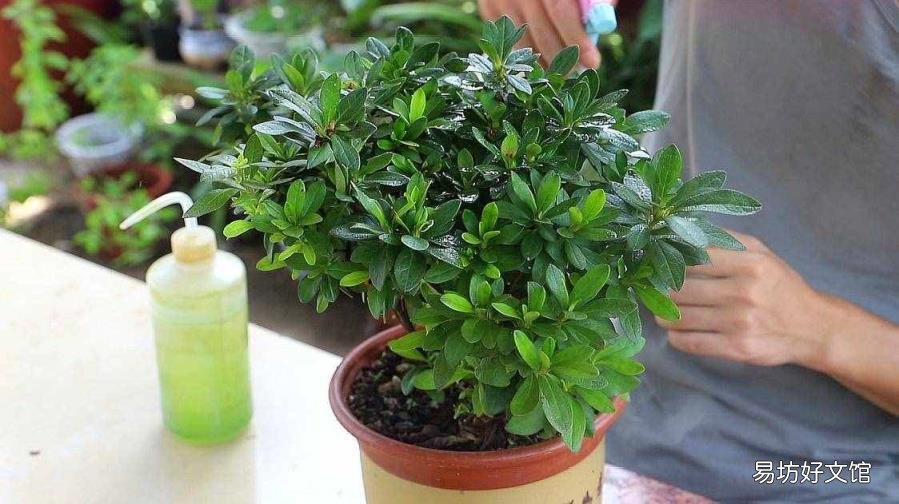 毛杜鹃的养殖方法和注意事项 杜鹃花养殖