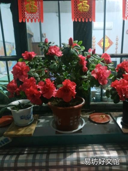 毛杜鹃的养殖方法和注意事项 杜鹃花养殖