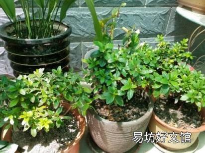 毛杜鹃的养殖方法和注意事项 杜鹃花养殖