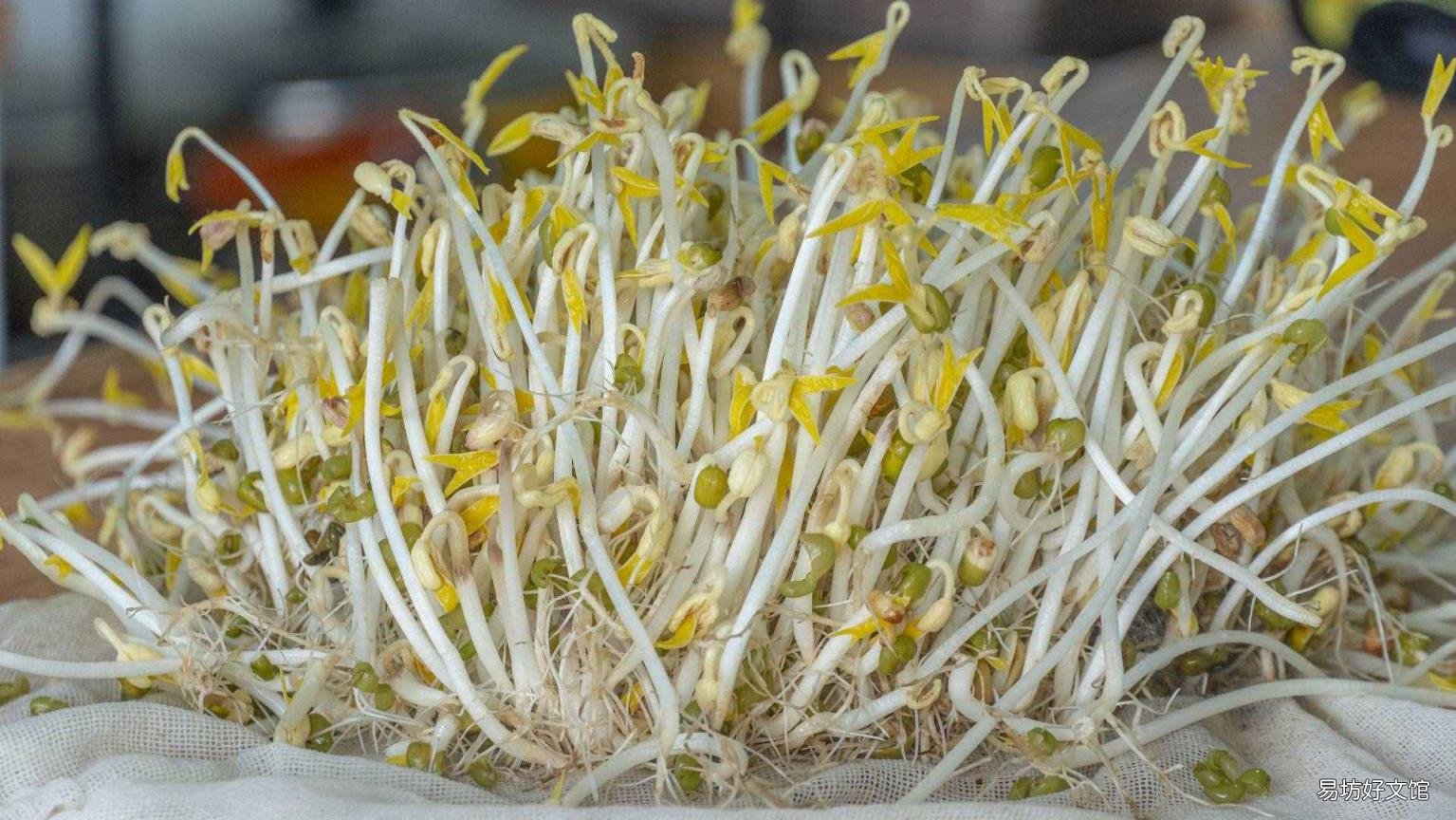 怎样生黄豆芽在家最简单的方法 怎样生黄豆芽