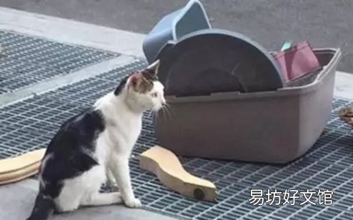 猫被遗弃猫自己知道么(猫被遗弃自己知道吗)