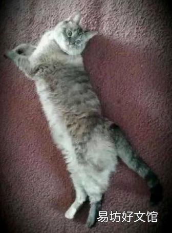 猫被遗弃猫自己知道么(猫被遗弃自己知道吗)