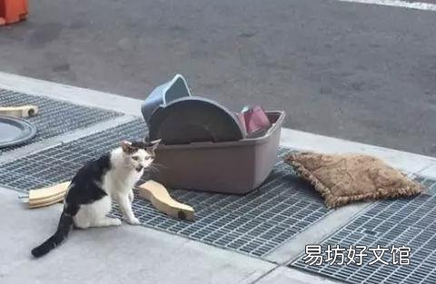 猫被遗弃猫自己知道么(猫被遗弃自己知道吗)