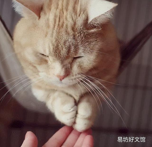 猫咪突然不跟主人睡了(猫咪突然不跟主人睡了是什么原因)