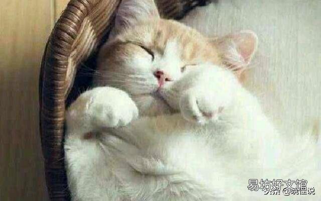怎样训练猫睡自己的窝(怎样训练猫咪睡猫窝)