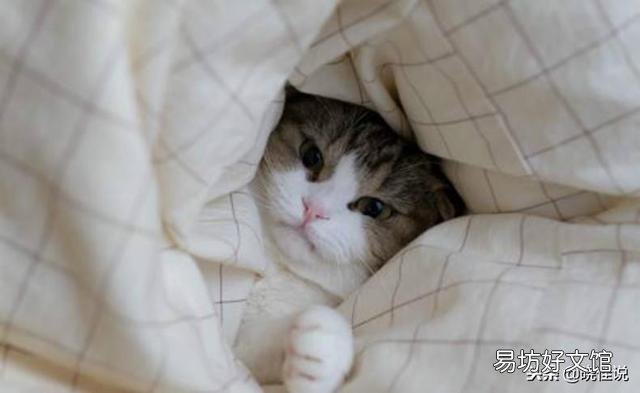 怎样训练猫睡自己的窝(怎样训练猫咪睡猫窝)
