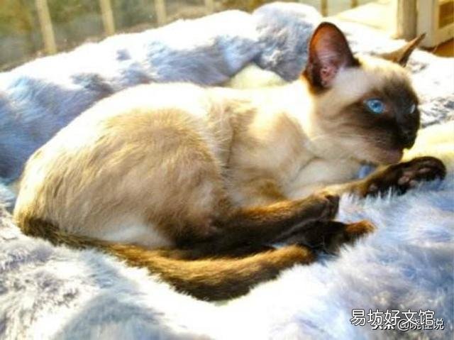 怎样训练猫睡自己的窝(怎样训练猫咪睡猫窝)