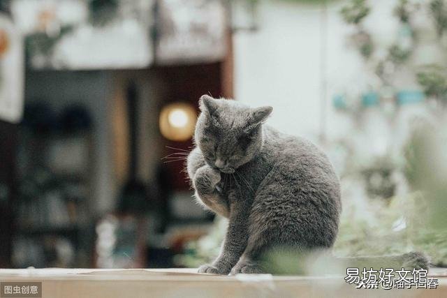 小猫肚子很圆还一直吃怎么办(刚出生的小猫肚子很圆还一直吃)