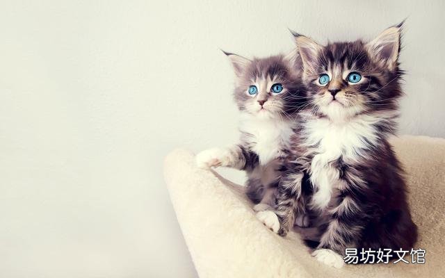 猫尿床是因为什么原因引起的(猫尿床是怎么回事)