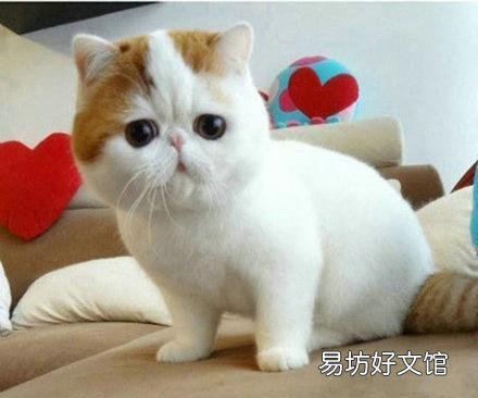 猫尿床是因为什么原因引起的(猫尿床是怎么回事)