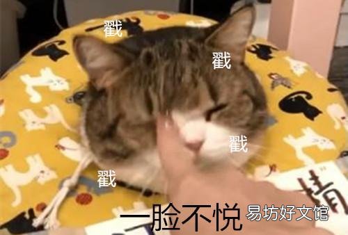 猫尿床是因为什么原因引起的(猫尿床是怎么回事)