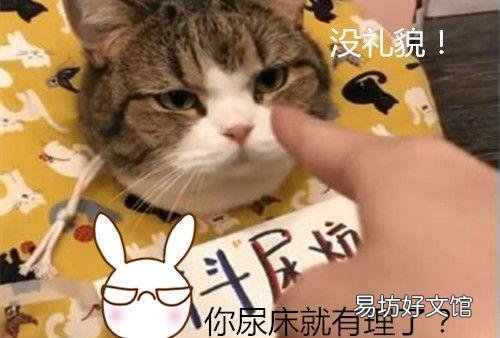 猫尿床是因为什么原因引起的(猫尿床是怎么回事)