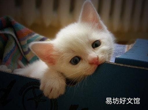 猫尿床是因为什么原因引起的(猫尿床是怎么回事)