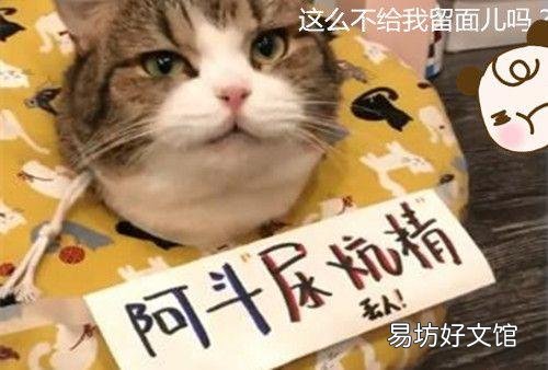 猫尿床是因为什么原因引起的(猫尿床是怎么回事)