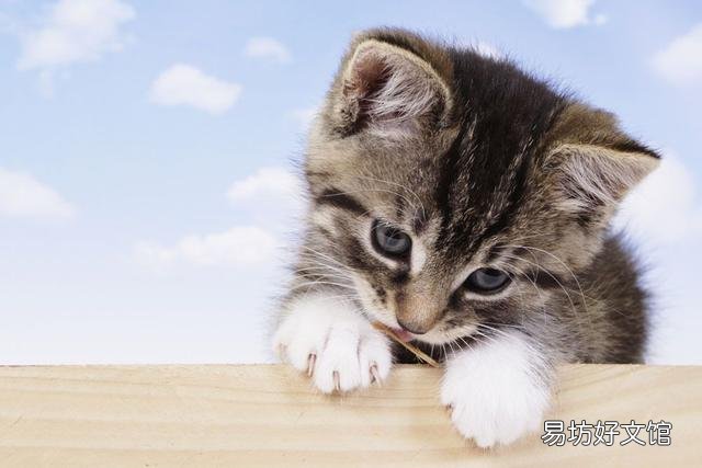 猫尿床是因为什么原因引起的(猫尿床是怎么回事)