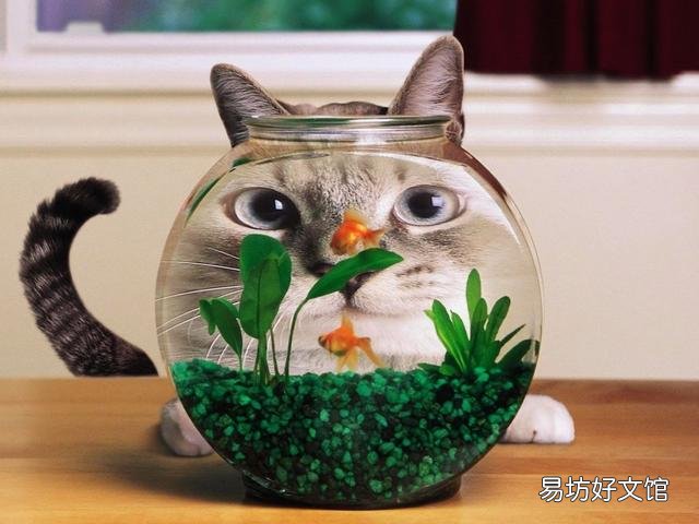 猫尿床是因为什么原因引起的(猫尿床是怎么回事)